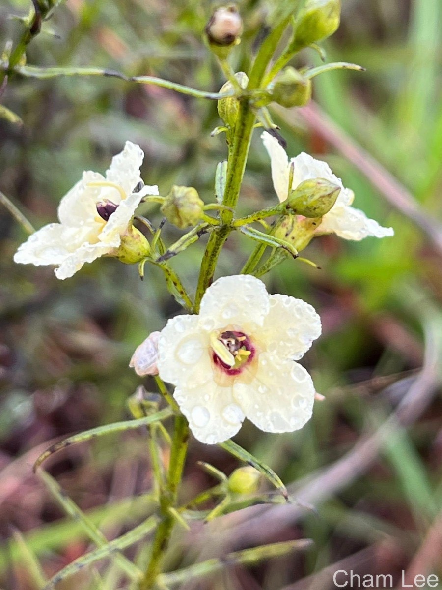 Sopubia trifida Buch.-Ham. ex D.Don